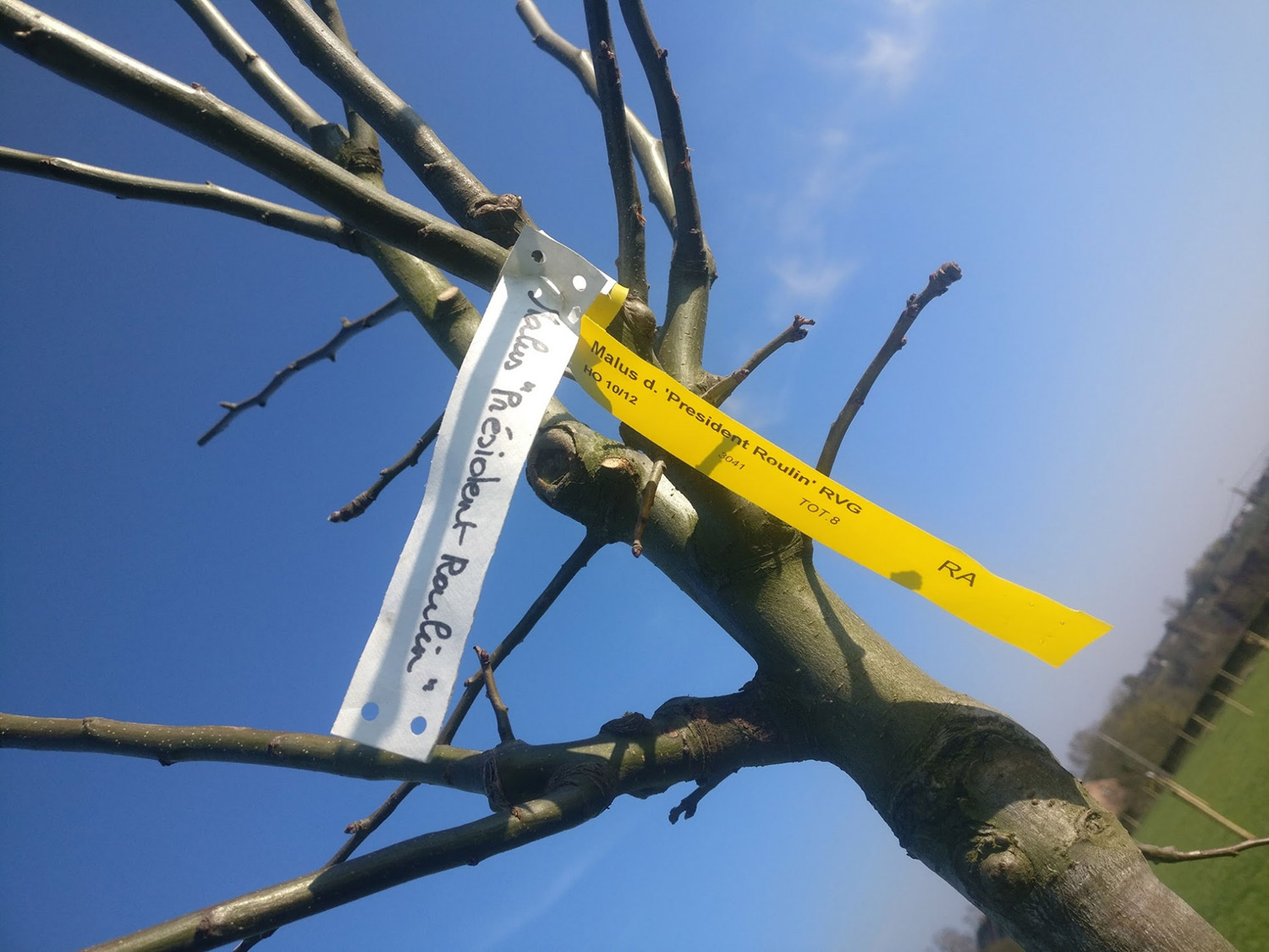 aanplanten van een fruitboomgaard