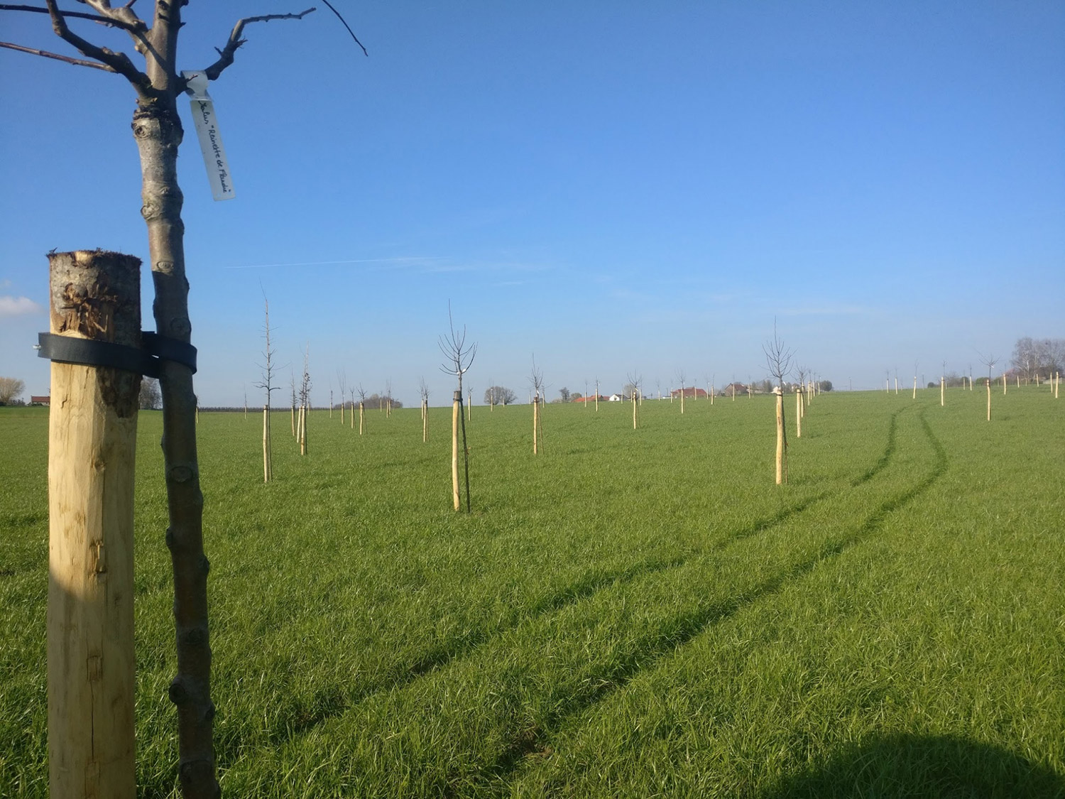 aanplanten van een fruitboomgaard