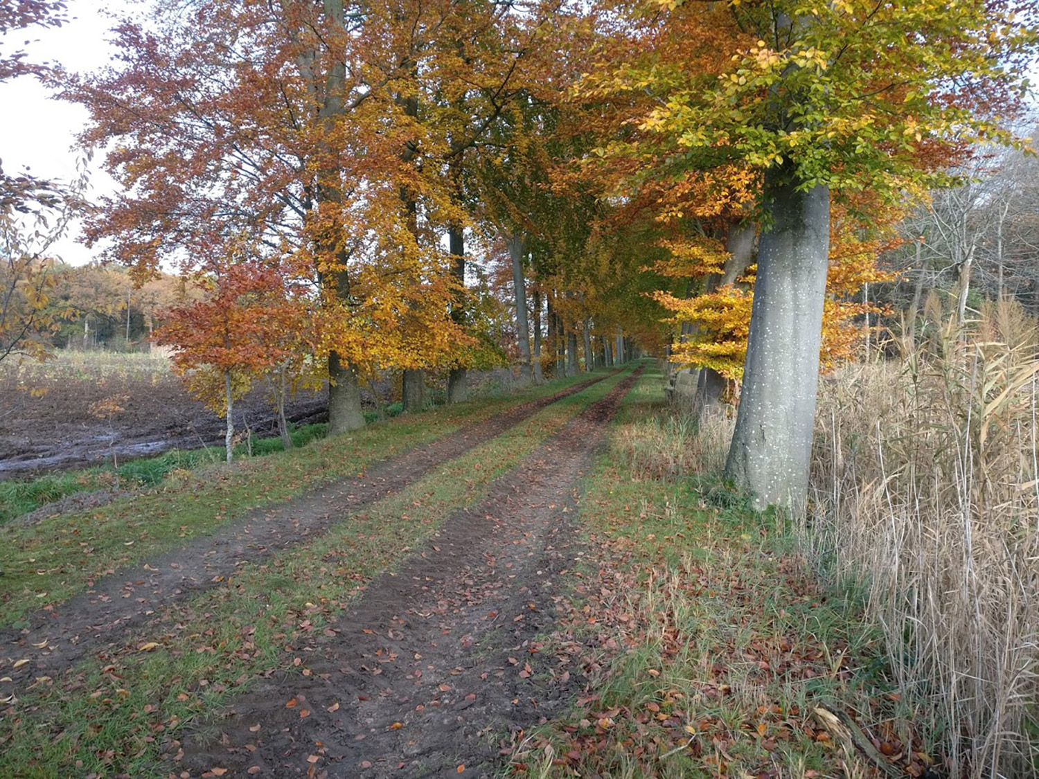 Boscompensatie Infrabel